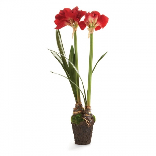 Red Amaryllis Double Drop In